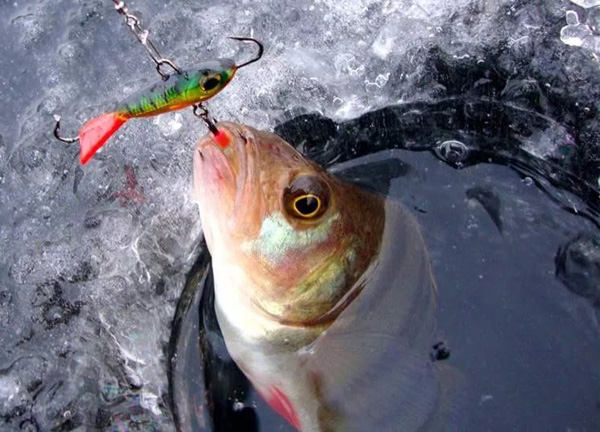 зимняя рыбалка на окуня