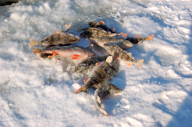 Рыбалка в марте, рыбалка по последнему льду, ловля рыбы в марте, ловля по последнему льду, ловля леща по последнему льду, ловля плотвы по последнему льду, ловля окуня по последнему льду, ловля на водохранилище по последнему льду, мартовская рыбалка, как ловить рыбу в марте, клев по последнему льду, ловля уклейки в марте