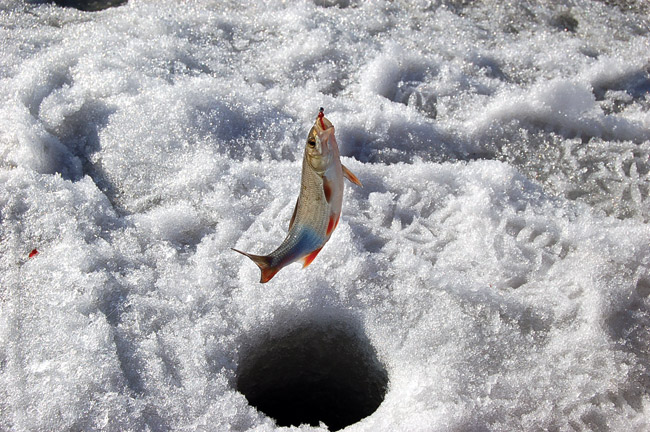 Рыбалка в марте, рыбалка по последнему льду, ловля рыбы в марте, ловля по последнему льду, ловля леща по последнему льду, ловля плотвы по последнему льду, ловля окуня по последнему льду, ловля на водохранилище по последнему льду, мартовская рыбалка, как ловить рыбу в марте, клев по последнему льду, ловля уклейки в марте