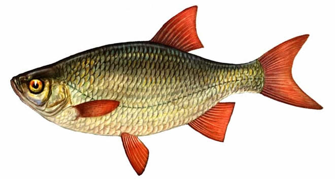 Рыба Красноперка изображение
