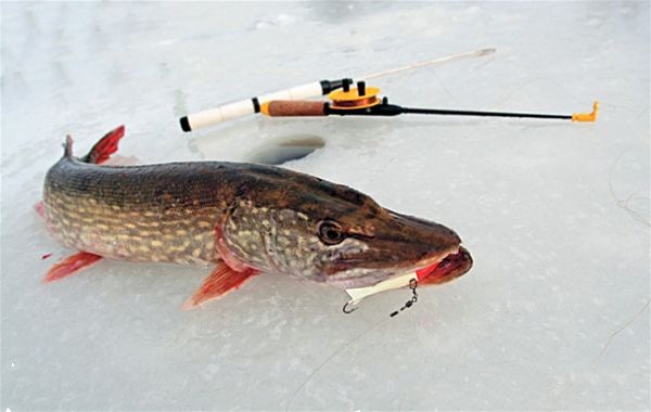 зимняя рыбалка на щуку